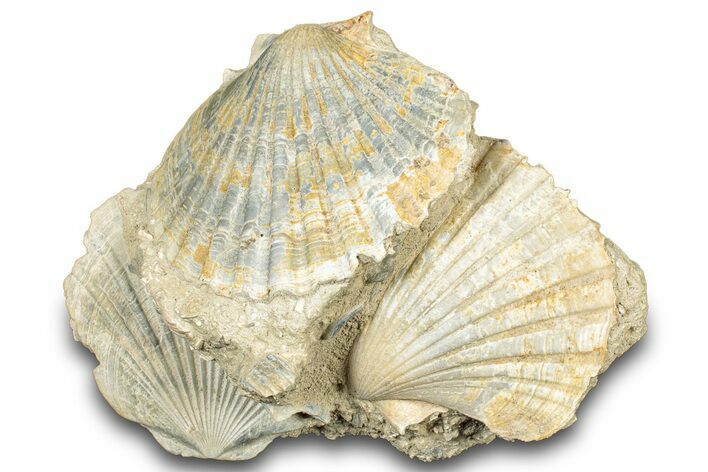 Fossil Pecten (Scallops) Cluster - Gironde, France #302971